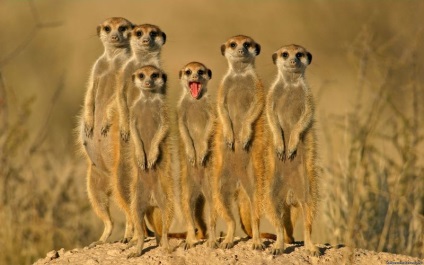 Ki a meerkats