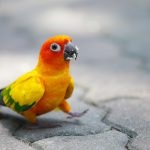 Papagalul papagalului