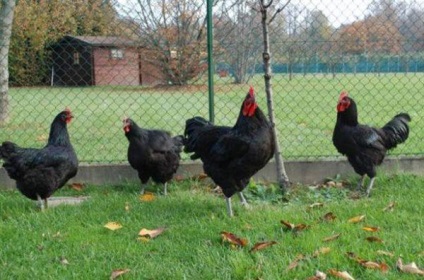 Chicken breeds Descriere gigant tricou, caracteristici, unde să cumpere, recenzii și clipuri video