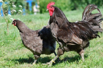 Chicken breeds Descriere gigant tricou, caracteristici, unde să cumpere, recenzii și clipuri video