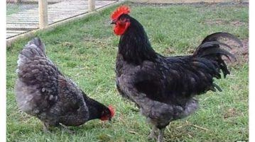 Chicken breeds Descriere gigant tricou, caracteristici, unde să cumpere, recenzii și clipuri video