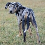 Leopard câine katahuly (fotografie, video, descriere)