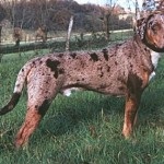 Leopard câine katahuly (fotografie, video, descriere)