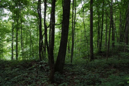 Pădurea în fotografia de vară