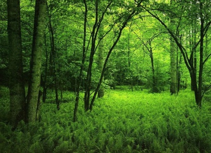 Pădurea în fotografia de vară