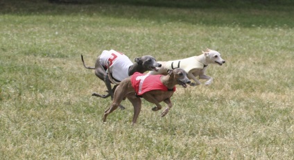 Italian Greyhound (малък италиански хрътки) куче цена, снимка, характер