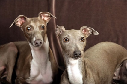 Leverette (câine de câine mică italiană) preț de câine, fotografie, natură