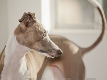 Leverette (câine de câine mică italiană), preț, fotografie, natură