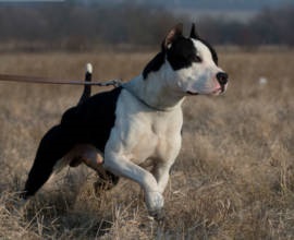 Leverette (câine de câine mică italiană), preț, fotografie, natură