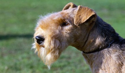 Descriere Lakeland terrier Descriere, descrieri, poze