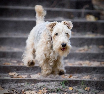 Descriere Lakeland terrier Descriere, descrieri, poze