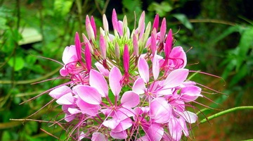 Lianas pentru fotografii din grădină și nume de plante cu flori și ornamentale