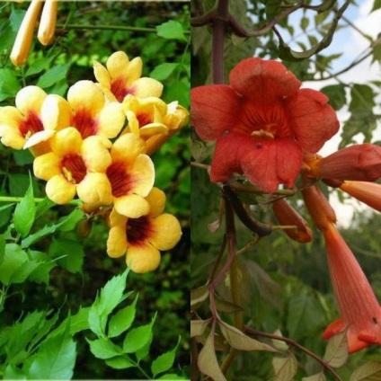 Lianas pentru fotografii din grădină și nume de plante cu flori și ornamentale