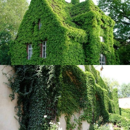 Lianas pentru fotografii din grădină și nume de plante cu flori și ornamentale