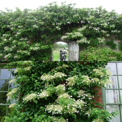 Lianas pentru fotografii din grădină și nume de plante cu flori și ornamentale