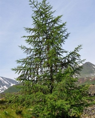 Specii de zada, plantare si ingrijire, verdeata