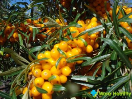 Seabuckthorn lasă proprietăți utile, utilizări și forme medicinale