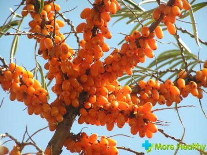 Seabuckthorn lasă proprietăți utile, utilizări și forme medicinale