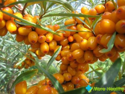 Seabuckthorn lasă proprietăți utile, utilizări și forme medicinale