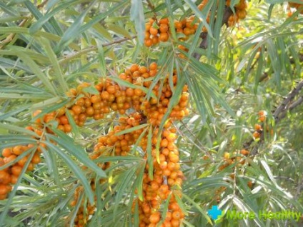 A Seabuckthorn a hasznos tulajdonságokat, felhasználásokat és gyógyszerformákat hagyja el