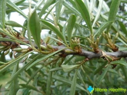 Seabuckthorn lasă proprietăți utile, utilizări și forme medicinale