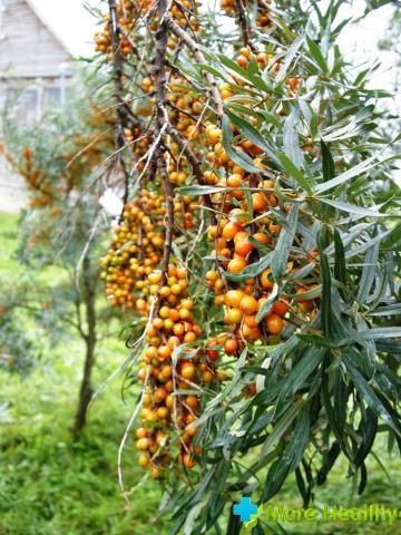 A Seabuckthorn a hasznos tulajdonságokat, felhasználásokat és gyógyszerformákat hagyja el