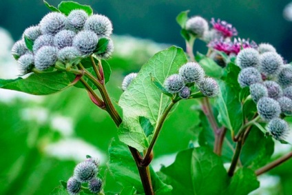 Brusture cu buruieni de mastopatie sau cu plante curative