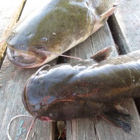 Catfish captura pe Volga