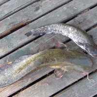 Catfish captura pe Volga
