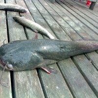 Catfish captura pe Volga