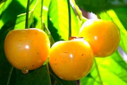 Cele mai bune soiuri de cireșe, poze cum să alegi răsadurile de cireșe pentru mediu