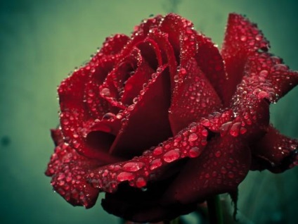 Dragostea este spurcată, ca trandafirii