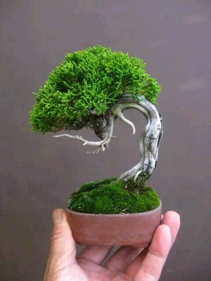 Maestru de clasă - tentația bonsai - o cutie de monede de cursuri de master în design cu margele