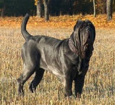 Mastino neapolitano - descriere, caracteristici, boli, cum să hrăniți, fotografii de câini Mastino