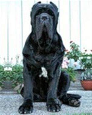 Mastino neapolitano - leírás, jellemzők, betegségek, hogyan táplálkoznak, fotók kutyák Mastino