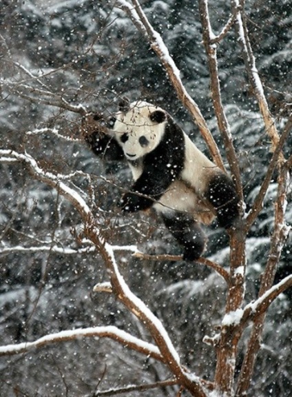 Bear-cat, panda mare sau bambus poartă informații despre animal