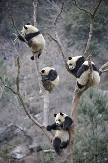 Bear-cat, panda mare sau bambus poartă informații despre animal