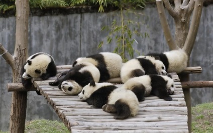 Bear-cat, panda mare sau bambus poartă informații despre animal