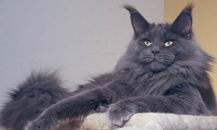 Maine Coon