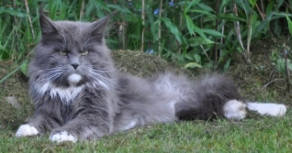 Maine Coon