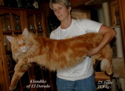 Maine Coon