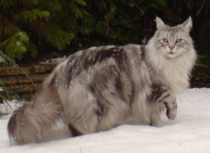 Maine Coon