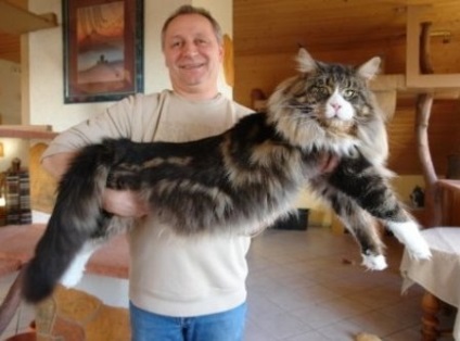 Maine Coon