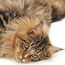 Maine Coon, Maine Coon