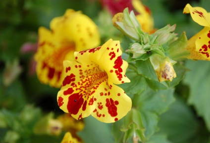 Mimulus sau burete - plantarea și îngrijirea pe teren deschis