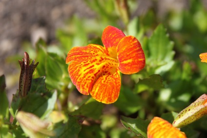 Mimulus sau burete - plantarea și îngrijirea pe teren deschis