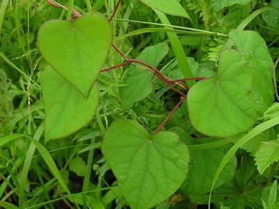 Viță de vie perene pentru grădină și fotografii de viță de vie cu flori pentru plante perene