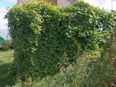 Viță de vie perene pentru grădină și fotografii de viță de vie cu flori pentru plante perene