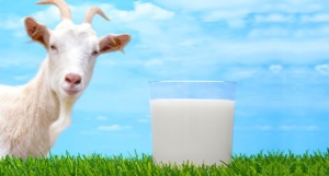 Este posibil să beți lapte cu diabet zaharat tip 2 vaca, capră
