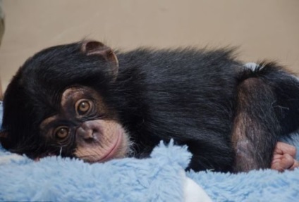Este posibil să ridici o maimuță într-o familie umană? Istoria unui experiment!